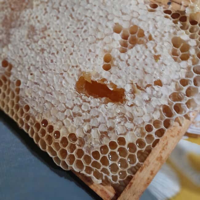 Northumberland: 6 Hour Meet the Makers Food Tour - Authentic Flavors and Local Stories