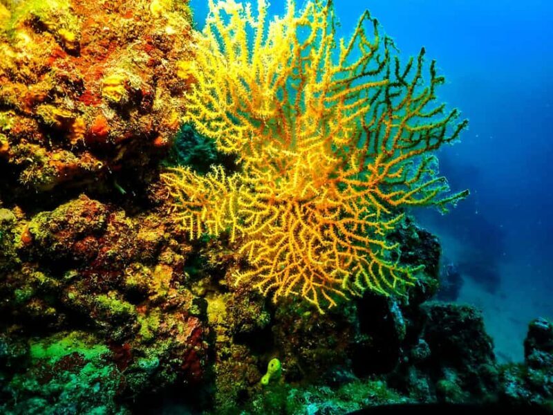 Novalja: Adriatic Sea Diving Experience - What the Experience Looks Like