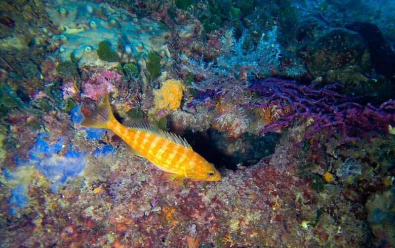 Novalja: Adriatic Sea Diving Experience - Is It Worth It?