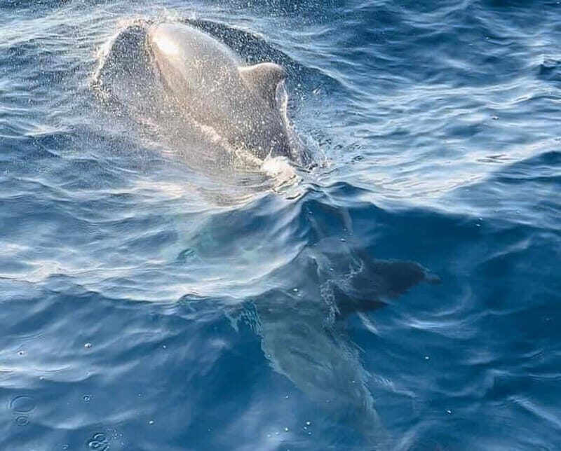 NP Brijuni Island Swimming & Dolphin Watching Sunset Cruise - What Makes This Tour Stand Out?