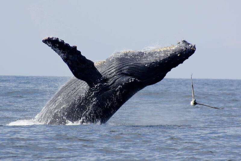 Nuevo Vallarta: Whale Watching by Sailboat Tour - Setting Sail from Nuevo Vallarta