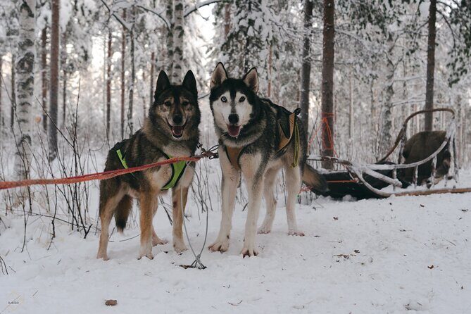 Nulkki Husky Adventure - What Makes This Tour Special?