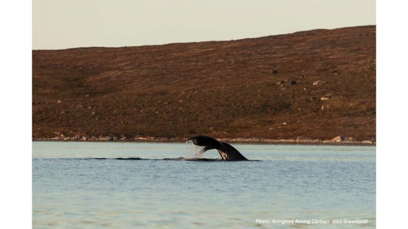 Nuuk Fjord Scenic Boat Tour with Greenlandic Picnic - FAQ