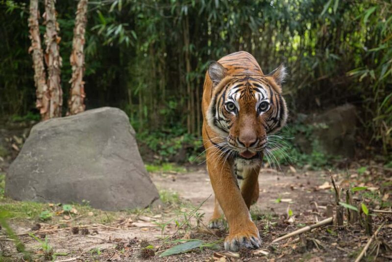 NYC: Bronx Zoo Entry Ticket - Key Points