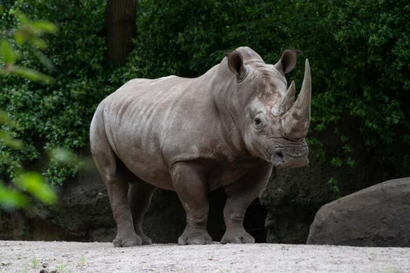 NYC: Bronx Zoo Entry Ticket - A Deep Dive into the Bronx Zoo Experience