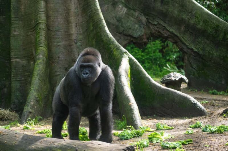 NYC: Bronx Zoo Entry Ticket - FAQ