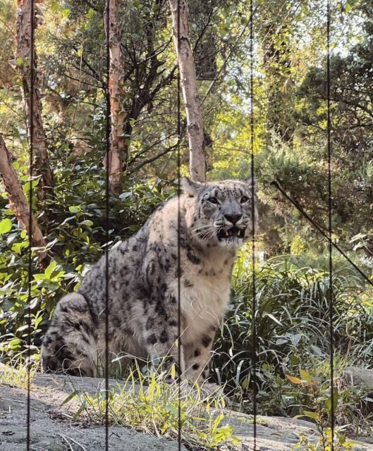 NYC: Central Park Zoo & Central Park Guided Walking Tour - What the Tour Includes and What It Doesn’t