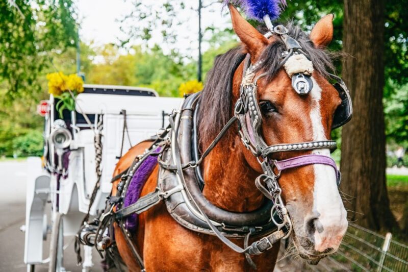 NYC: Guided Central Park Horse Carriage Ride - Final Thoughts