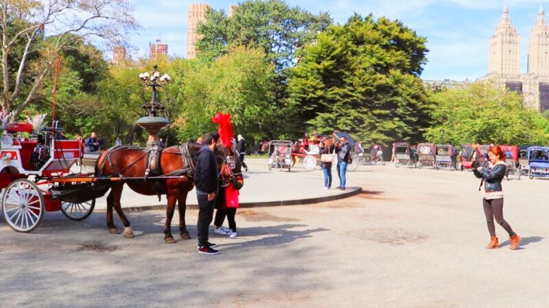 NYC: Guided Standard Central Park Carriage Ride (4 Adults) - What to Expect from the Carriage Ride