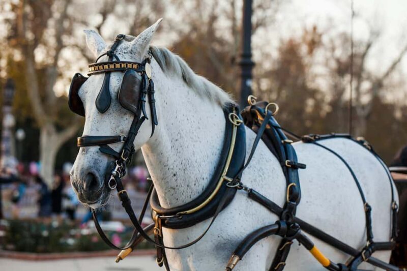 NYC Private Central Park Horse Carriage Ride with Guide - Final Thoughts