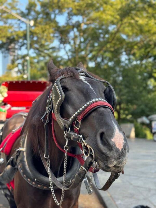 NYC: Private Central Park Horse-Drawn Carriage Tour - Why You Might Love This Experience