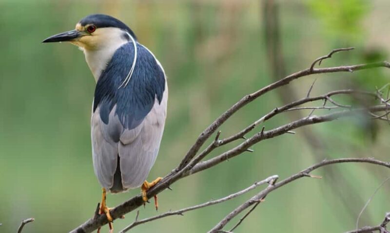 NYC: Urban Wildlife Sunset Tour of the East River - FAQ