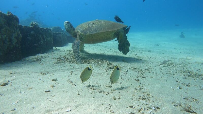 Oahu: Beginner SCUBA Dive at Electric Beach - FAQ