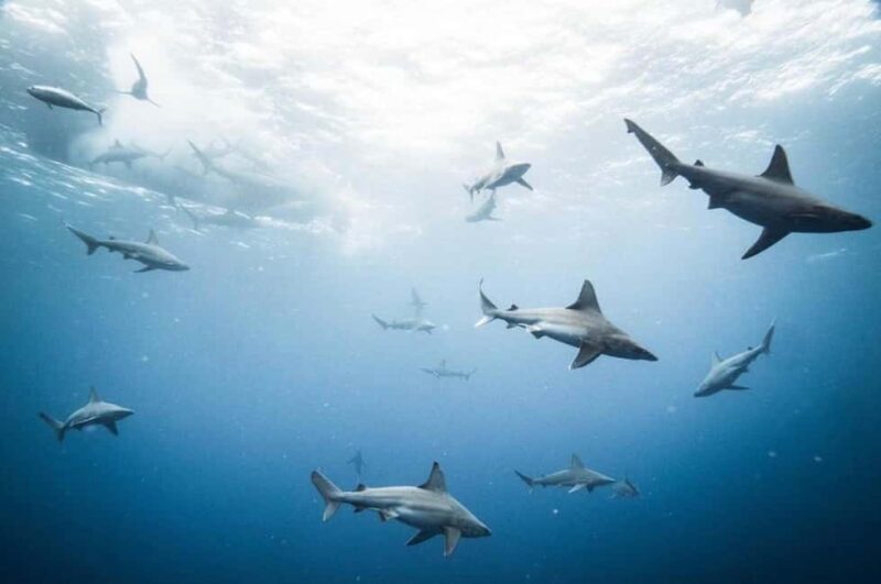 Oahu: Cageless Shark Dive Adventure - What Travelers Say