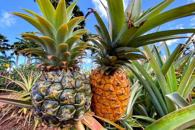 Oahu Circle Island Small Group Tour - Who Should Consider This Tour?