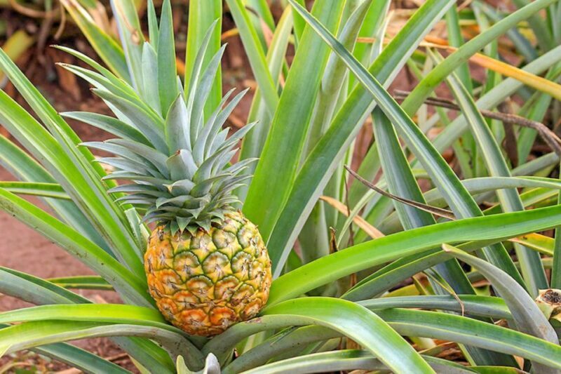 Oahu: Circle Island Top Sights Full-Day Tour w/ Local Guide - Frequently Asked Questions