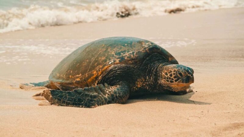 Oahu Circle Island Tour - Best Spots & Beaches - What You Can Expect from This Oahu Tour