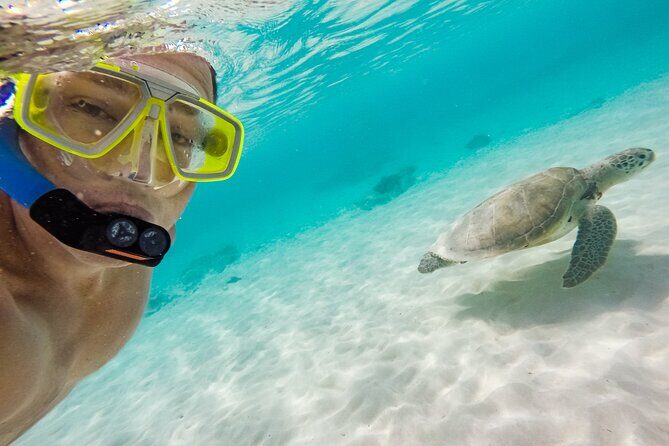 Oahu Coastline Cruise: Turtle Snorkeling and Jumping Platform - Final Thoughts