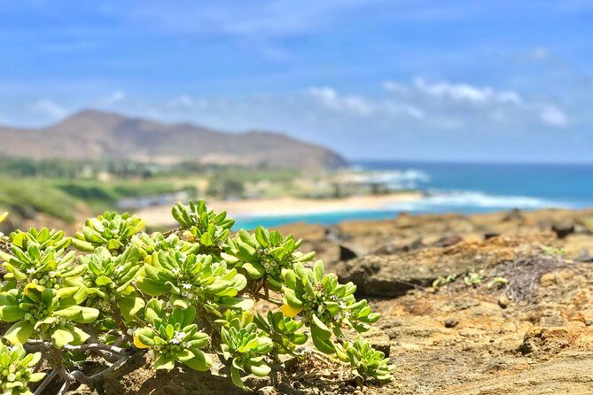Oahu Custom Private Circle Island and Mini Circle Island Tours - Deep Dive into the Itinerary