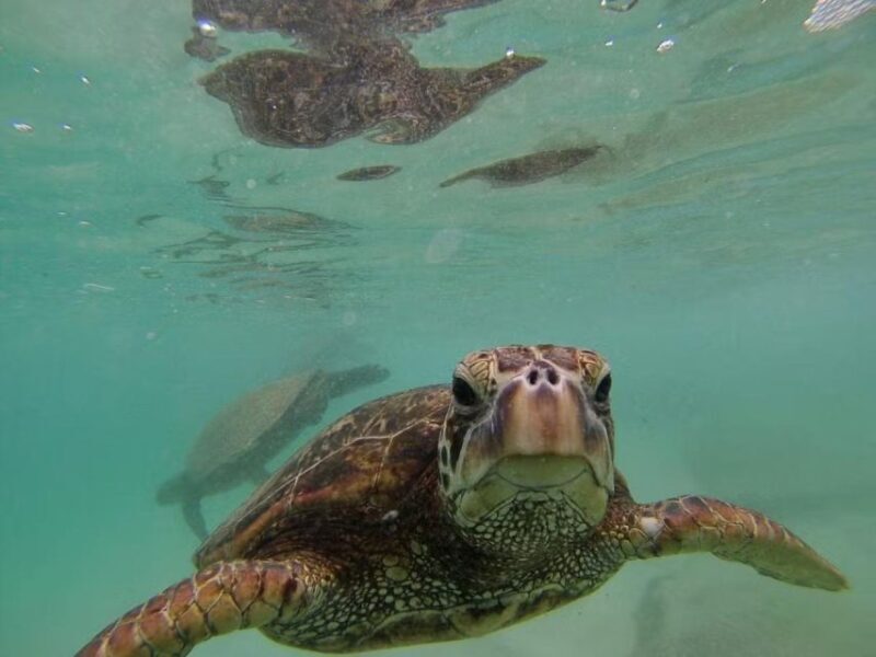 Oahu: Custom Private Island Tour of O'ahu - Exploring the Oahu: Custom Private Island Tour — An Honest Look