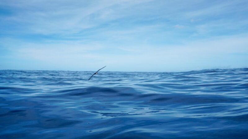 Oahu Dolphin Watch, Turtle Snorkel, Waterslide Activities - An In-Depth Look at the Experience