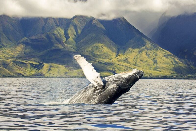 Oahu: Eco-Friendly West Coast Whale Watching Cruise - What to Expect from the Whale Watching Experience