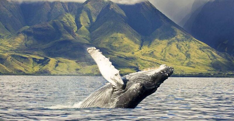 Oahu: Eco-Friendly West Coast Whale Watching Cruise - The Vessels and Comfort