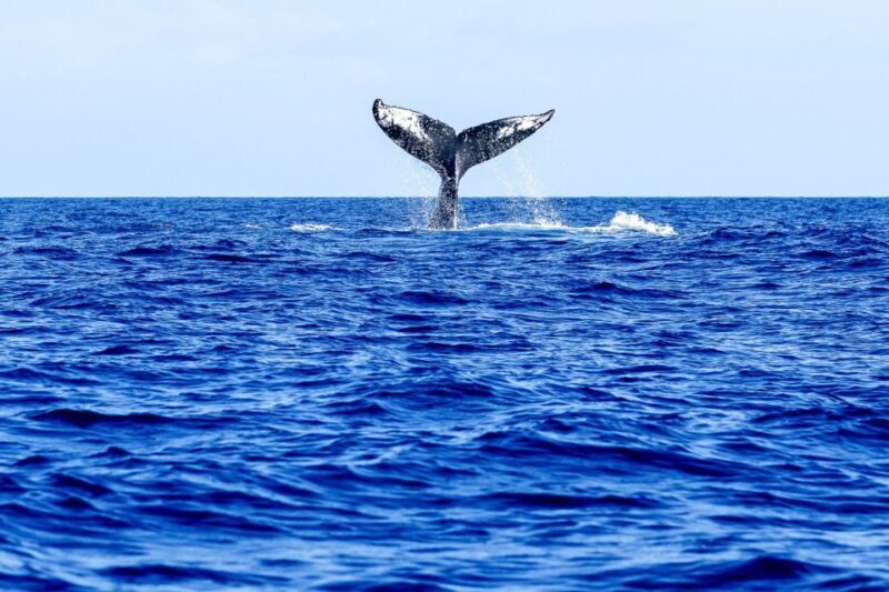 Oahu: Eco-Friendly West Coast Whale Watching Cruise - Final Thoughts