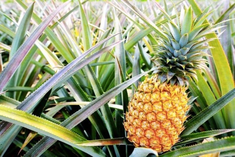 Oahu: Guided Tour of North Shore and Waimea Botanical Garden - Key Points