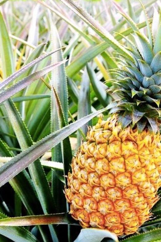 Oahu: Guided Tour of North Shore and Waimea Botanical Garden - FAQ