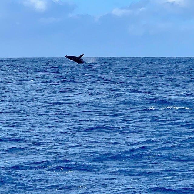 Oahu Hawaii: Honolulu Sailing Tour - FAQs