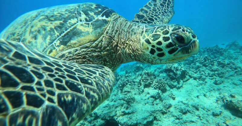Oahu: Honolulu Turtle Canyon Snorkeling Tour - A Closer Look at the Tour