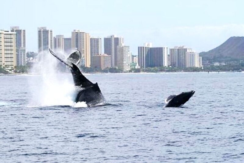 Oahu: Honolulu Whale Watching Cruise - An Honest Look at the Honolulu Whale Watching Cruise