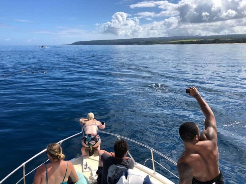 Oahu: Humpback Whale Watching Tour - Key Points