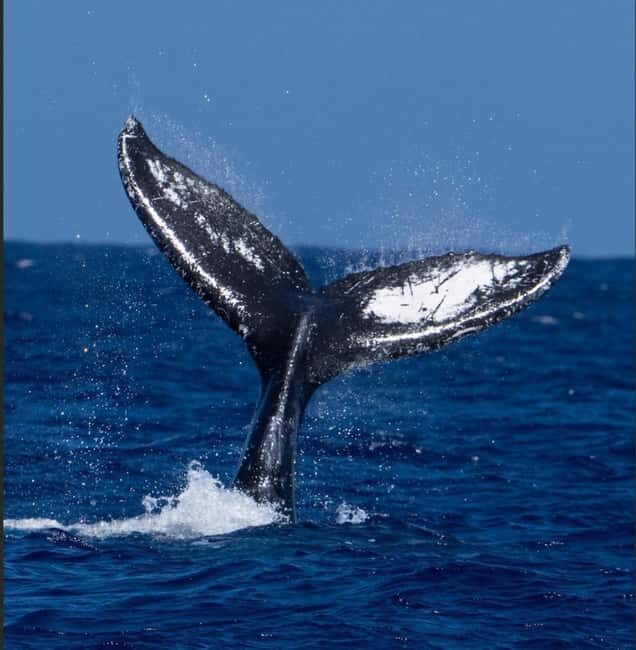 Oahu: Humpback Whale Watching Tour - The Practicalities and Logistics