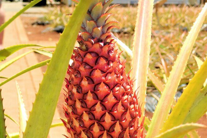 Oahu in a Day Private tour Figure 8 Adventure - FAQs