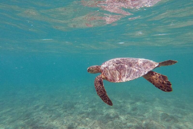 Oahu: Kailua Guided Kayak Excursion with Lunch - The Heart of the Tour: What to Expect