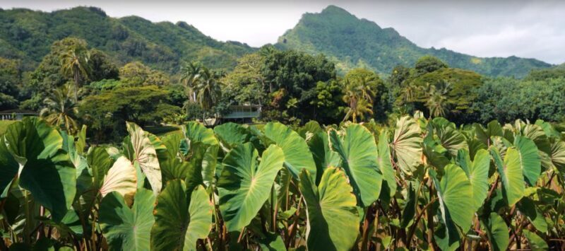 Oahu: Kualoa Farm and Secret Island Tour by Trolley - Visiting the Ancient Fishpond and Active Farm
