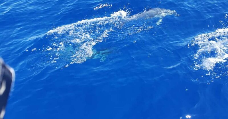 Oahu: Luxury Day Sailboat Charter - FAQs