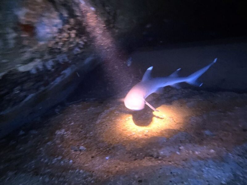 Oahu Night Dive: Adventure for Certified Divers - Setting the Scene for Your Night Adventure