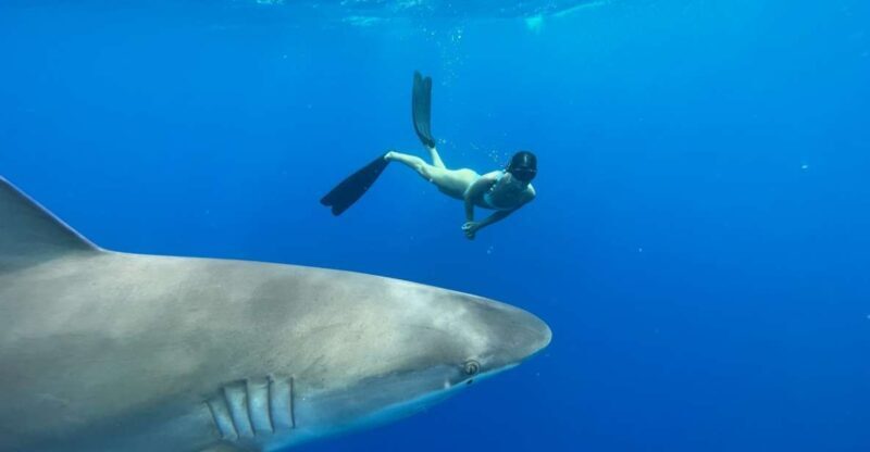 Oahu: North Shore Cageless Shark Snorkeling Tour - The Sum Up