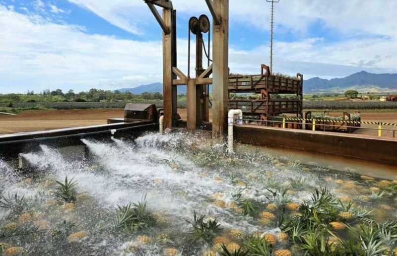 Oahu: North Shore Dole Pineapple Farm Tour - Final Thoughts