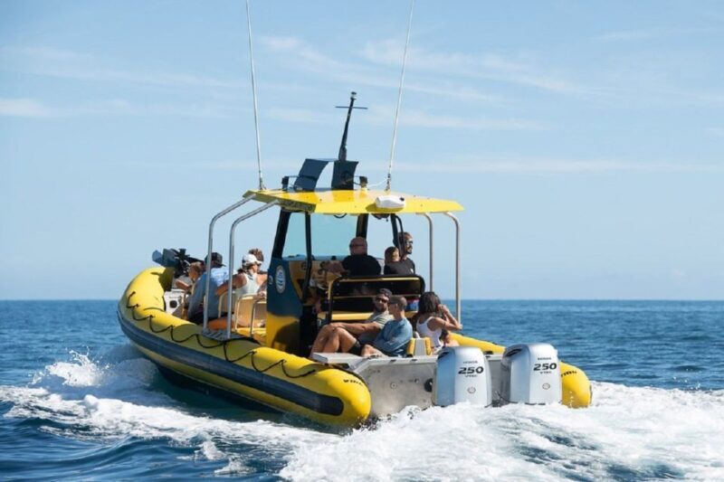 Oahu: North Shore Marine Life Tour from Haleiwa - What to Expect on the North Shore Marine Life Tour