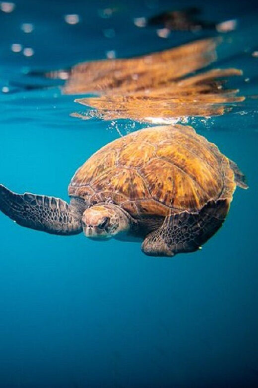 Oahu: North Shore Snorkeling Tour from Haleiwa - Key Points