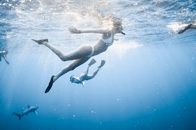 Oahu Open Water Shark Diving Experience - A Closer Look at the Shark Diving Experience in Oahu