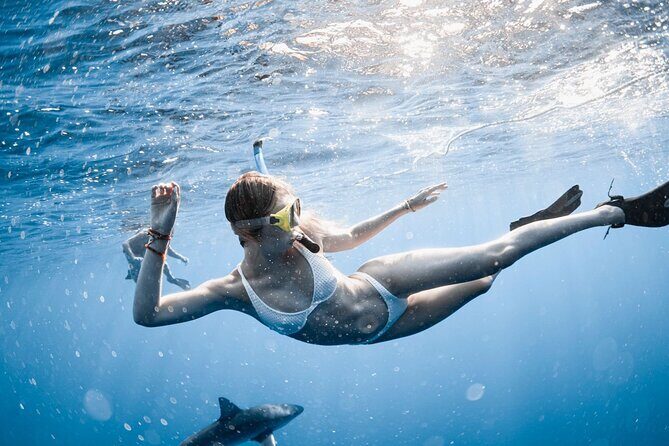 Oahu Open Water Shark Diving Experience - The Pros and Cons