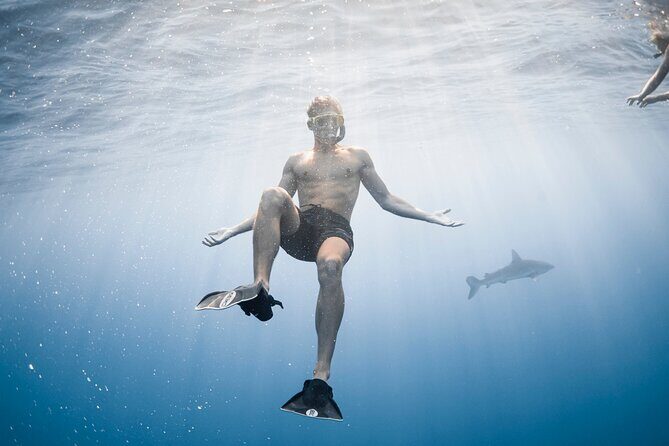 Oahu Open Water Shark Diving Experience - FAQ
