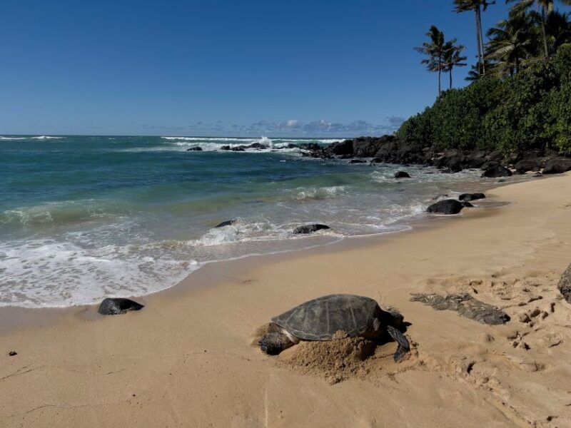 Oahu: Private Best of Oahu Sightseeing Tour - What to Expect from This Tour