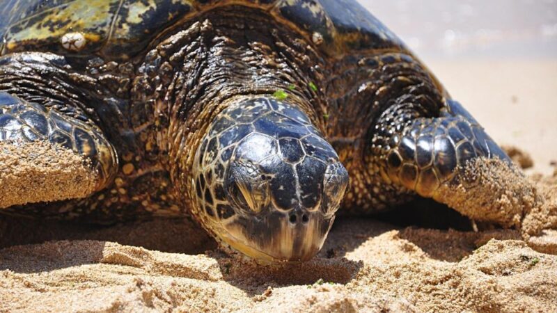 Oahu: Private Custom Island Tour - Key Points