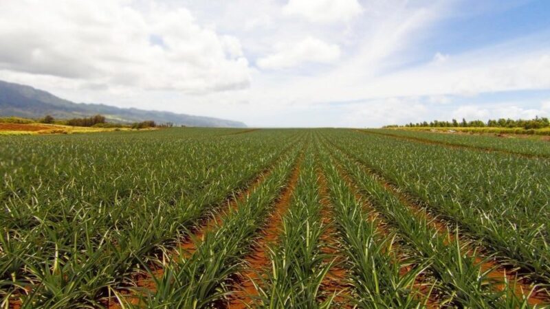 Oahu: Private Custom Island Tour - The Value of a Private, Custom Tour